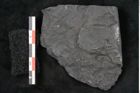 Foto (Detailansicht) von Callipteris sp.  (NHMW-GEO-2024-0188-10925)